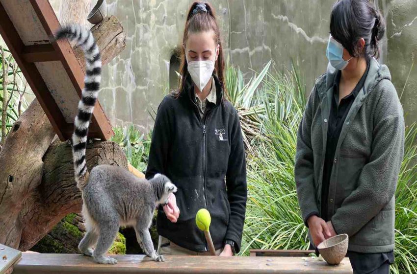 Boleto De Experiencia Detrás Del Escenario Del Zoológico De Adelaida Lemur Feeding