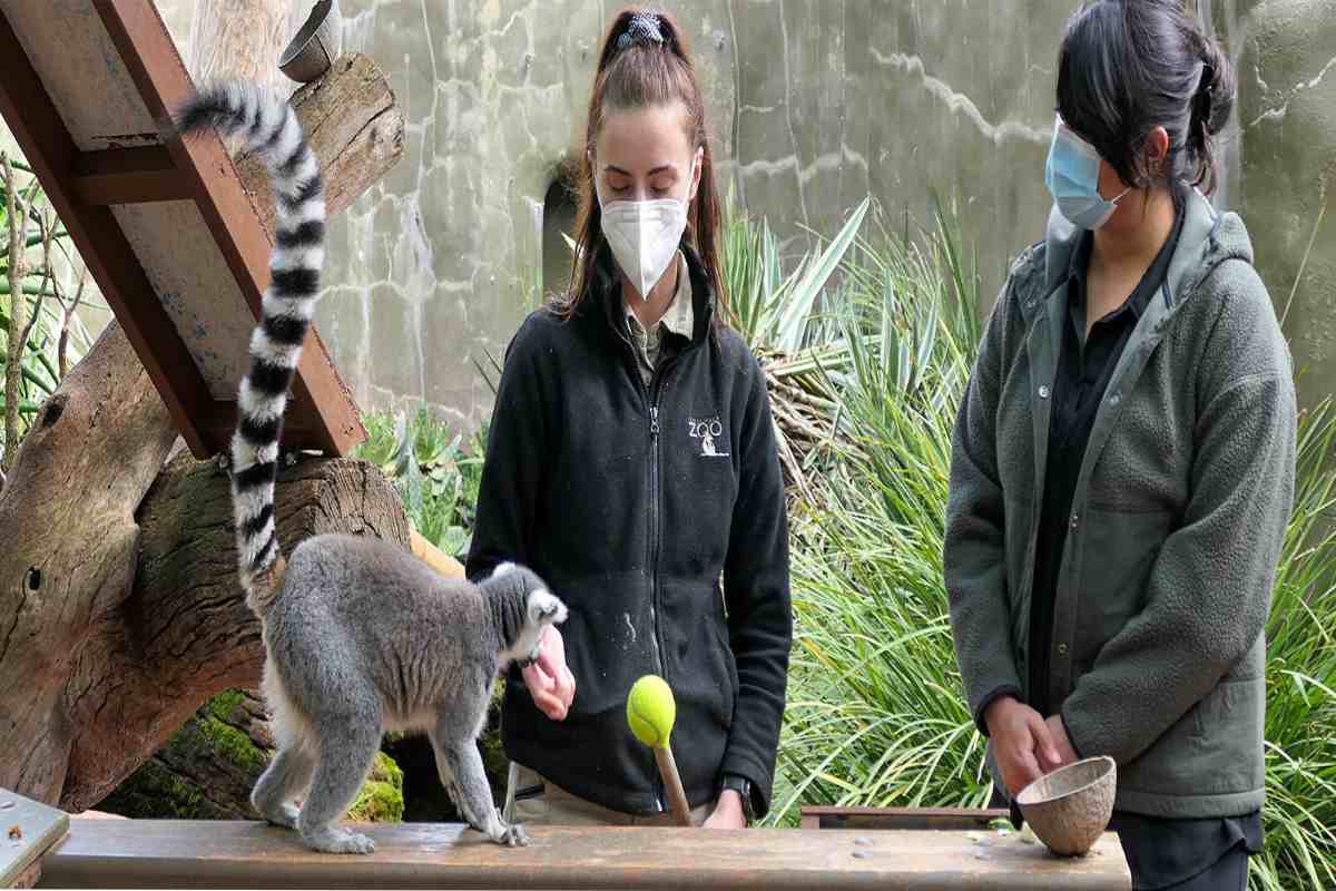 Boleto De Experiencia Detrás Del Escenario Del Zoológico De Adelaida Lemur Feeding